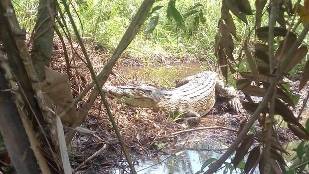 Buaya Muncul di Ladang Sawit Warga Agam Sumbar, 30 Telornya Menetas