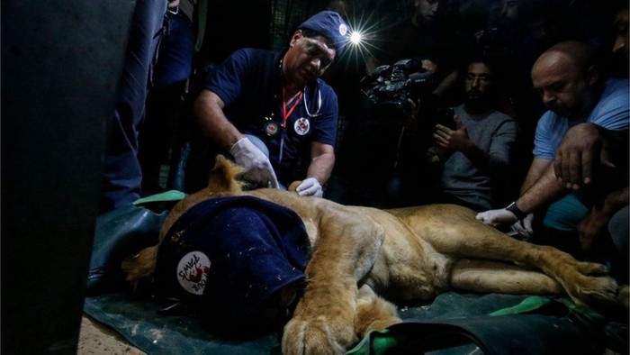 Puluhan Satwa Dievakuasi dari Kebun Binatang Gaza, Kondisinya Menyedihkan