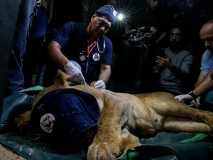 Puluhan Satwa Dievakuasi dari Kebun Binatang Gaza, Kondisinya Menyedihkan