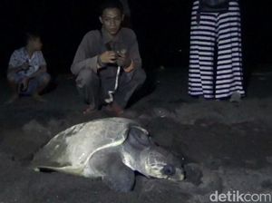 Melihat Momen Langka Penyu Bertelur di Pantai Marina Boom Banyuwangi