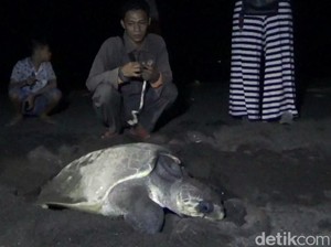Melihat Momen Langka Penyu Bertelur di Pantai Marina Boom Banyuwangi