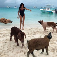 Netizen menghujat Sofia karena dia memberikan minuman yang cukup keras untuk binatang. Di momen lainnya, Sofia pun memberikan makanan mewah kefir untuk si babi.  Foto: Instagram @sofiasaravda