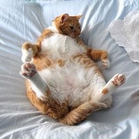 Gemasnya gaya kucing yang meniru anak bayi di sebelahnya ini. Foto: Dok. Boredpanda