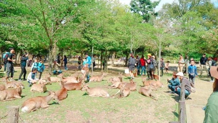rusa