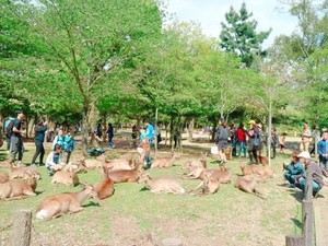 Taman Nara Jepang Kini Punya Kantong Ramah Rusa, Seperti Apa?