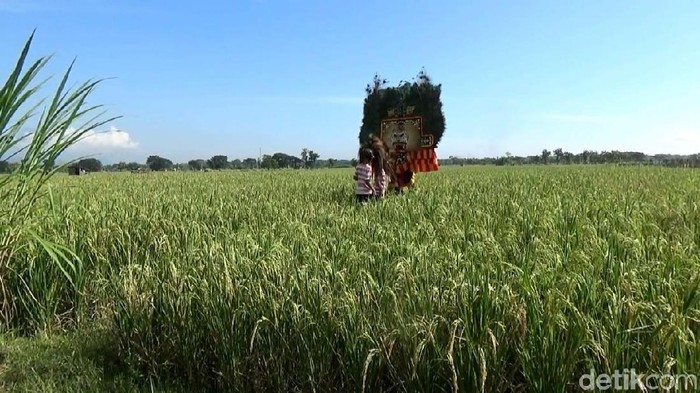 Panen raya di Ponorogo