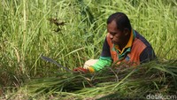 Para petugas UPK Badan Air ini menggunakan arit untuk memotong rumput.