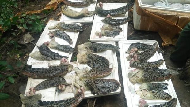 Pemusnahan penyu ilegal dilakukan dengan cara dikubur.