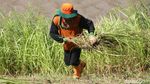 Mesin Rusak, Petugas UPK Badan Air Potong Rumput Menggunakan Arit