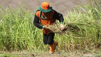 Usai memotong, para petugas langsung membawa tumpukan rumput.