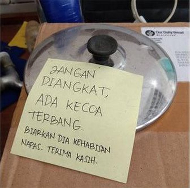 Awas hati-hati ada kecoa. Foto: Istimewa