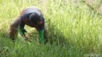 Mesin Rusak, Petugas UPK Badan Air Potong Rumput Menggunakan Arit
