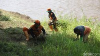 Hal tersebut tentu saja akan memakan waktu lebih lama untuk membersihkan rumput di bantaran Kanal Banjir Timur.