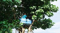 Jika diperhatikan lebih dekat, di sela-sela ranting terdapat potongan bekas penampung air bewarna biru yang dijadikan alas. Mereka duduk-duduk dan bersantai di atas alas tersebut. (Syanti/detikcom)