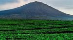 Foto: Gunung Tertinggi di Sumatera yang Pernah Didaki Jokowi