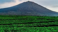 Jokowi yang aktif sebagai Mahasiswa Pencinta Alam (Mapala) Silvagama Universitas Gadjah Mada (UGM) mendaki Gunung Kerinci tahun 1983. Ia bersama rombongan 14 orang, dan menjadi orang pertama dari para rombongan pendaki Silvagama yang mencapai puncak (iStock)