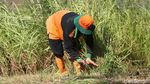 Mesin Rusak, Petugas UPK Badan Air Potong Rumput Menggunakan Arit