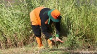 Mereka terlihat memotong rumput menggunakan cara tradisional.