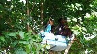 Beberapa orang anak terlihat menghabiskan waktu di atas pohon. Mereka saling bercanda dan tertawa bersama. (Syanti/detikcom)