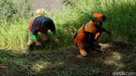 Mesin Rusak, Petugas UPK Badan Air Potong Rumput Menggunakan Arit