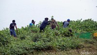 Tumbuhan itu dibersihkan untuk mengantisipasi pendangkalan waduk.