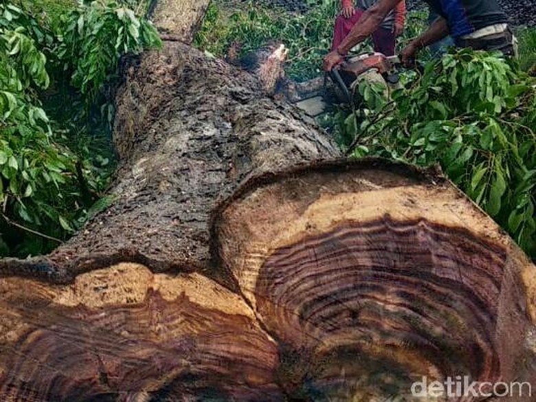 Pembalakan Sonokeling di Tulungagung dan Trenggalek 