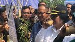 Momen Menteri LHK, Siti Nurbaya Saat Ngopi dan Cicip Mangga Alpukat