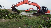 Ekskavator terus bekerja mengeruk tumbuhan eceng gondok.