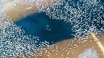 Kalian takut bebek? Kalau iya, artinya kalian mengalami Anatidaephobia. Untungnya orang di foto ini tidak takut bebek, tapi dia merasa sekumpulan bebek yang mengelilinginya menontonnya berjalan. Foto: ManuB/Pinterest via Postfun