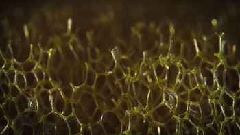 Kalau ini bisa menebaknya? Jawabannya adalah sponge cuci piring. Foto: Pyanek