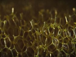 Wow! Foto Close-up Kece Ini Ternyata Objeknya Benda Sehari-hari