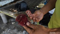 Warna merah muda di pasir itu berasal dari butiran kerang berwarna merah maron ini yang hancur karena ombak. (Syanti/detikcom)