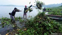 Tumbuhan air itu dikumpulkan di pinggir waduk.