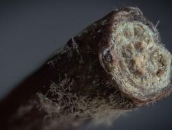 Wow! Foto Close-up Kece Ini Ternyata Objeknya Benda Sehari-hari
