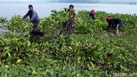 Sejumlah pekerja membersihkan eceng gondok yang mulai tumbuh di pinggir waduk.