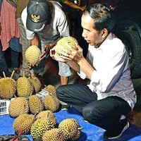 Cinta Durian Lokal, Jokowi Belanja Durian Medan hingga Kendari