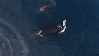 Hiu dan paus adalah mahluk paling mengancam di laut. Jika mencium bau darah, hiu akan langsung mencari sumbernya. Sementara paus, beberapa ada yang menyerang hanya karena ingin bermain-main seperti pada foto ini. Foto:  Going Viral/YouTube via Postfun