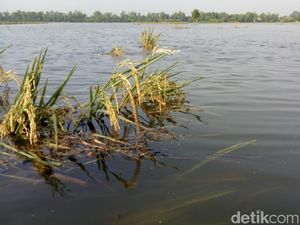 Sawah di Subang Terendam Banjir, Petani Panen Dini