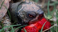 Dengan bola mata yang merah, dan bercak merah dari buah strawberry membuat kura-kura ini mendapat julukan kura-kura iblis dari para netizen. Foto: Istimewa