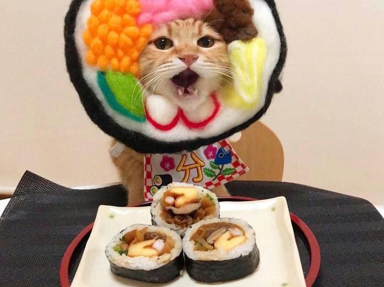 Gemasnya 8 Kostum Kucing Lucu yang Mirip Makanan Aslinya