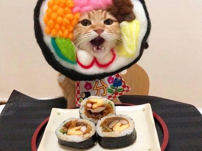 Gemasnya 8 Kostum Kucing Lucu yang Mirip Makanan Aslinya