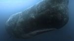 Foto: Pulau Bajak Laut Misterius di Samudera Pasifik