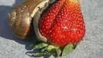 Tampilan 10 Hewan Saat Makan Buah Strawberry Ini Bikin Seram dan Gemas
