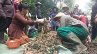 Berbagai sayuran segar bersatu padu dalam sajian uraban, antara lain daun cikra cikri, daun pepaya, dan singkong hingga daun kopi muda. 