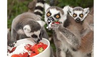 Kalau kumpulan hewan primata bernama Lemur ini, hidup di Madagaskar. Mereka terlihat begitu bersemangat saat tengah menikmati buah strawberry yang segar. Foto: Istimewa