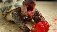 Lengkap dengan bulir dari buah strawberry yang berwarna merah. Kura-kura ini terlihat seperti tengah berteriak, dengan cipratan darah di wajahnya. Foto: Istimewa