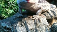  Ditambah dengan warna merah di ujung bibir, lizard yang satu ini terlihat manis dan menarik. Tentu saja ini efek sehabis makan buah strawberry. Foto: Istimewa
