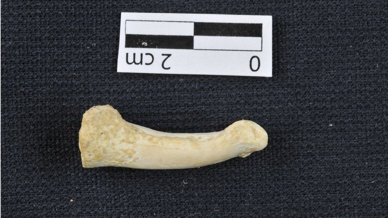 Homo Luzonensis, Spesies Manusia Telah Lama Punah Ditemukan di Filipina