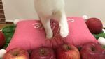 Gemasnya 8 Kostum Kucing Lucu yang Mirip Makanan Aslinya