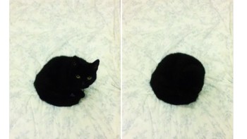 Kucing juga bisa berubah jadi lubang hitam. Foto: istimewa